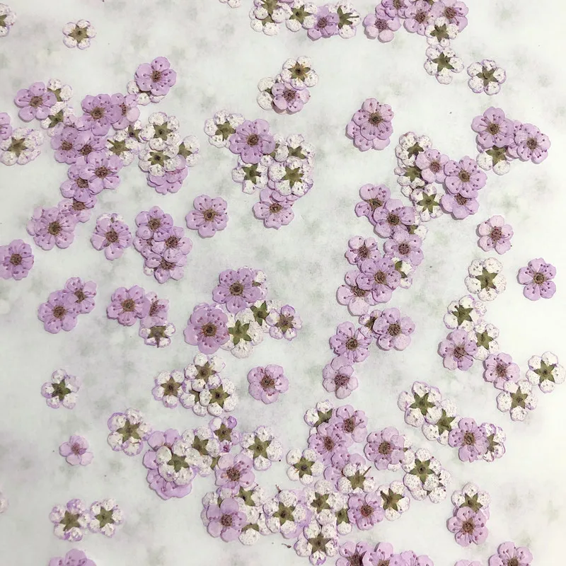 Dried Flower Pressed - 押し花ミニ水仙ドライフラワー小梅の花ネイルDIYドリップグルー携帯ケース写真顔用デカール素材、0.7-1cm/20個