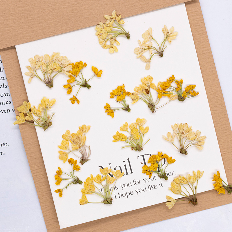 Dried Flower Pressed - 24個入り、天然の本物の押し花乾燥植物標本、レジンブックマーク、スクラップブッキング、ホームデコレーション、クラフト用品用DIY材料