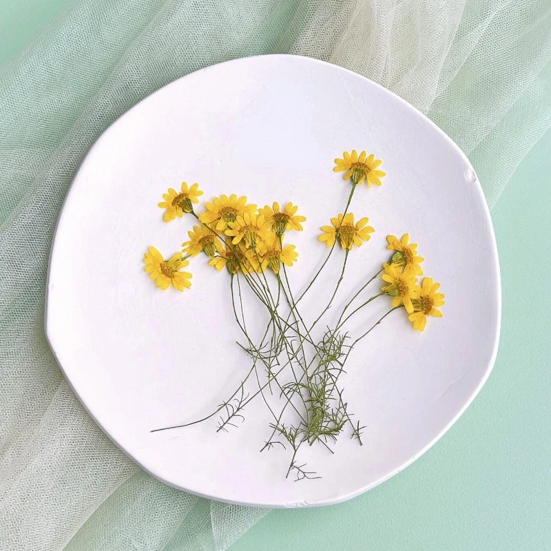 Dried Flower Pressed - 6-10cm/24個、天然押し花菊、本物のカモミールの枝DIY電話ケース、ネイルアート、顔の装飾、ドライフラワー素材