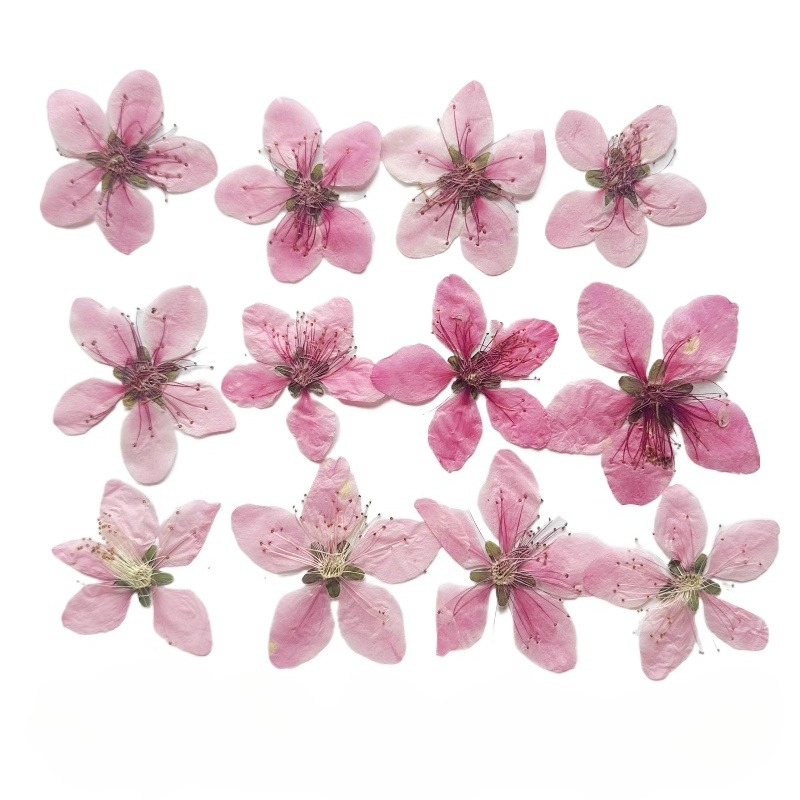 Dried Flower Pressed - 12個入り、天然桃の花の押し花DIYファン/フォトフレーム/スマホケース/エポキシジュエリー/花びらメイクアップ、クラフトフローラ用品