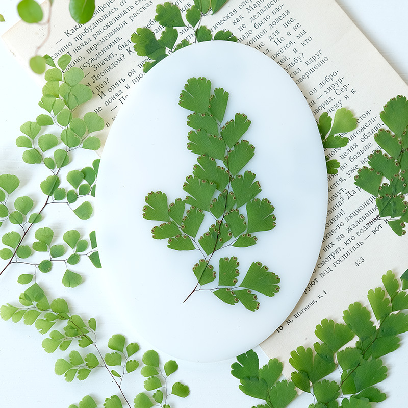 Dried Flower Pressed - 60個入り 天然植物 本物の花 プレスフローラル シダの葉 プレスフラワー標本