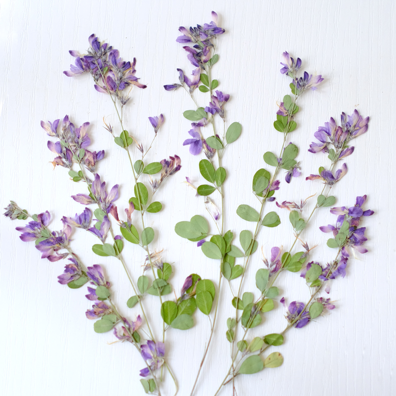 6個入り、天然レスペデザのドライプレスフラワー、植物標本絵画 - Dried Flower Pressed のレビューと価格
