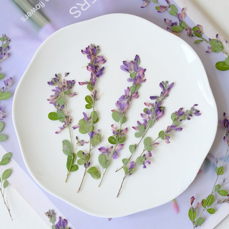 6個入り、天然レスペデザのドライプレスフラワー、植物標本絵画 - Dried Flower Pressed のレビューと価格