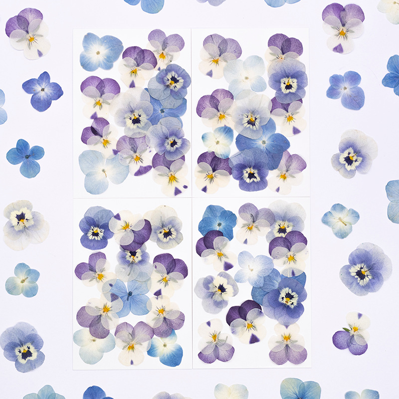 12個入り、本物のヴィオラ・コルヌータ押し花、天然花びら、D - Dried Flower Pressed のレビューと価格