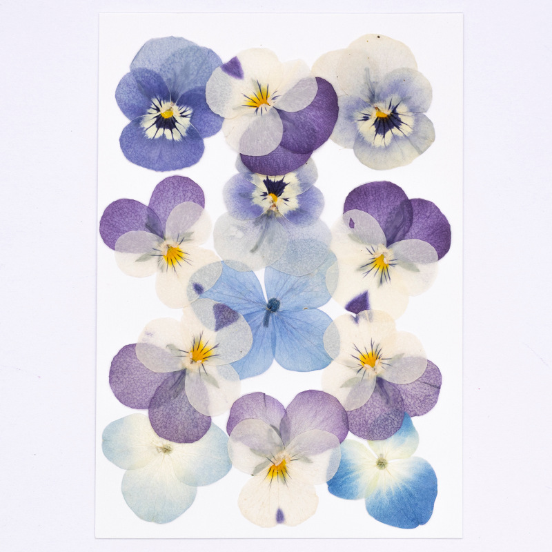 12個入り、本物のヴィオラ・コルヌータ押し花、天然花びら、D - Dried Flower Pressed のレビューと価格