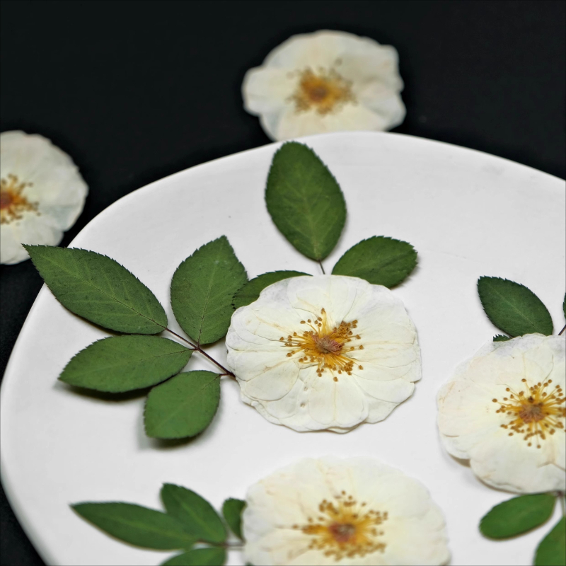 6個、9個、自然の白いバラの押し花 DIYクラフト ドライロ - Dried Flower Pressed のレビューと価格