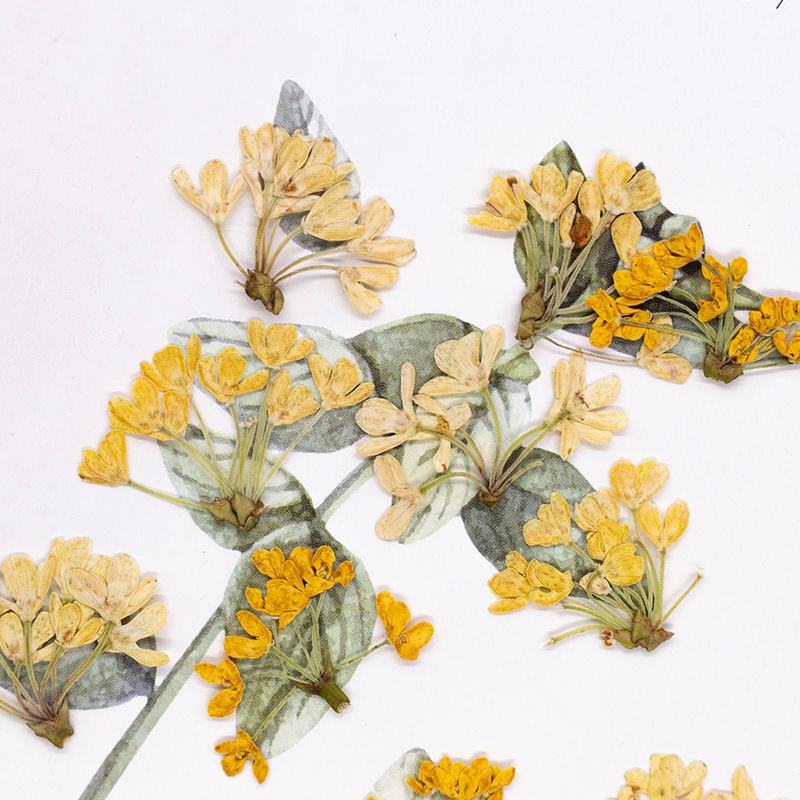 24個入り、天然の本物の押し花乾燥植物標本、レジンブックマー - Dried Flower Pressed のレビューと価格