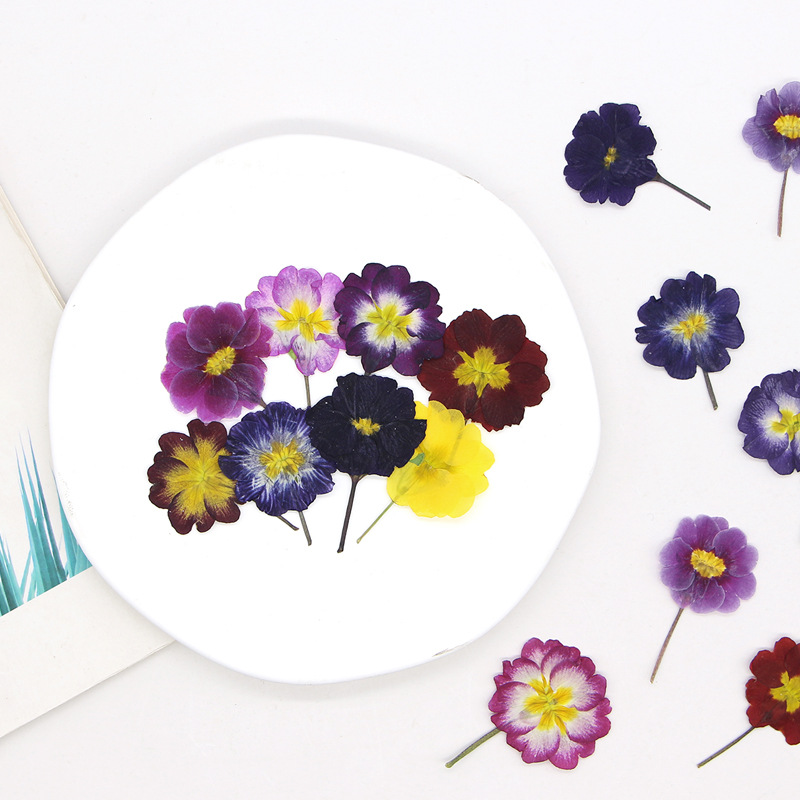 48個入り ヨーロッパ産プリムローズ ドライフラワー プレス - Dried Flower Pressed のレビューと価格