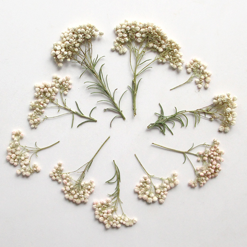 12個入り、天然キビの花の枝、押し花DIY接着剤ドロップ携帯 - Dried Flower Pressed のレビューと価格