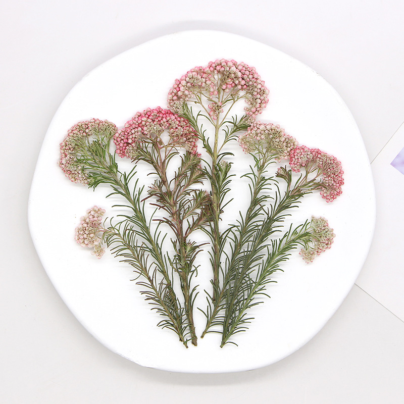 12個入り、天然キビの花の枝、押し花DIY接着剤ドロップ携帯 - Dried Flower Pressed のレビューと価格