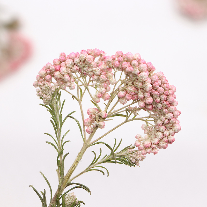 12個入り、天然キビの花の枝、押し花DIY接着剤ドロップ携帯 - Dried Flower Pressed のレビューと価格