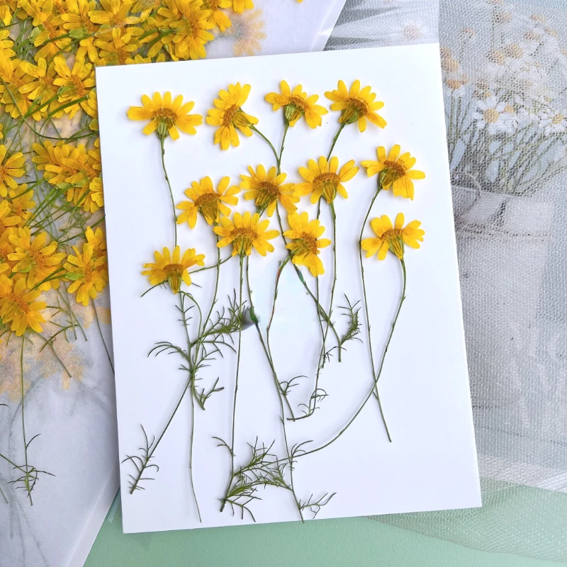 6-10cm/24個、天然押し花菊、本物のカモミールの枝DI - Dried Flower Pressed のレビューと価格