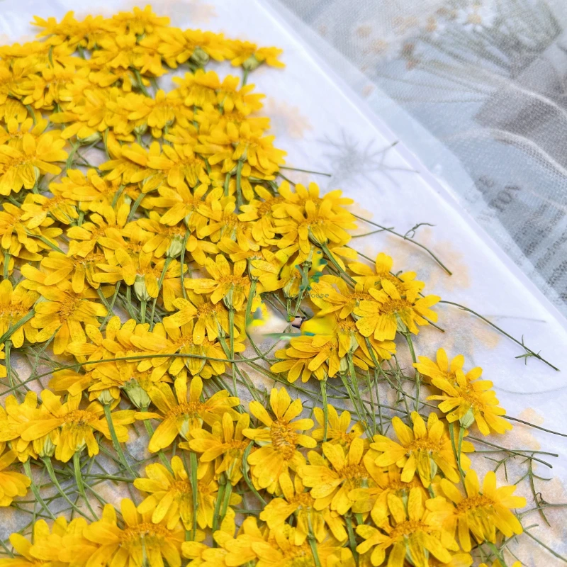 6-10cm/24個、天然押し花菊、本物のカモミールの枝DI - Dried Flower Pressed のレビューと価格