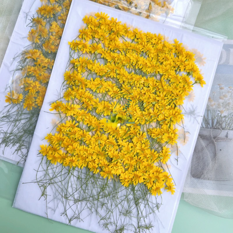 6-10cm/24個、天然押し花菊、本物のカモミールの枝DI - Dried Flower Pressed のレビューと価格