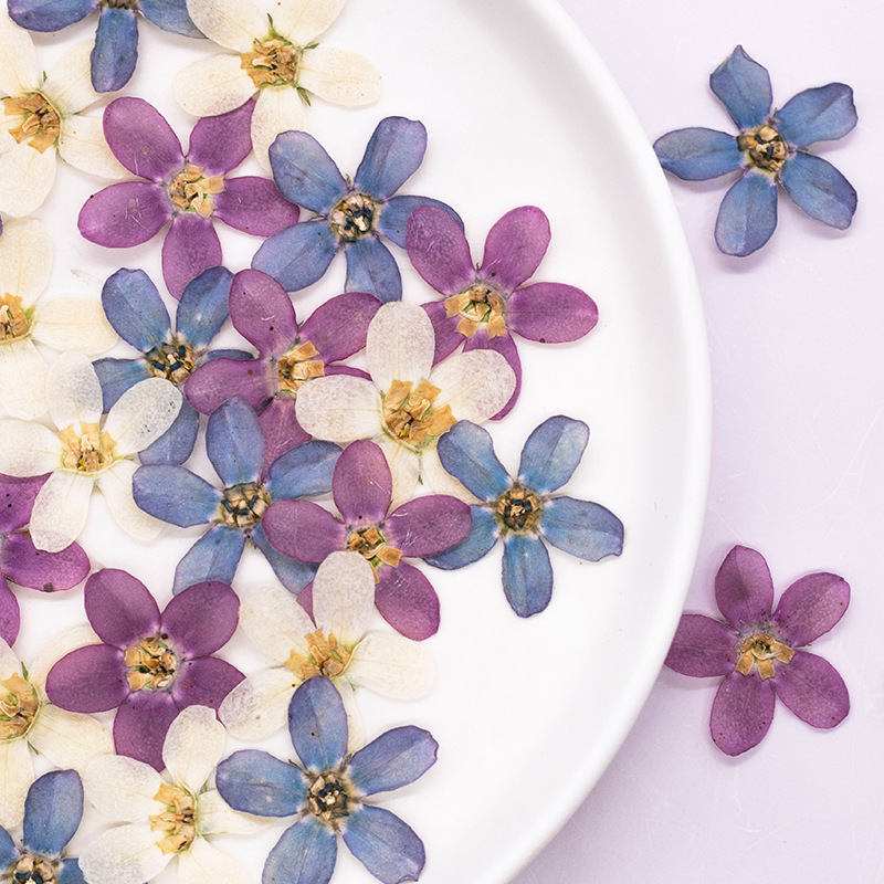 12個、押し花ブルースターフラワーDIYドリップグルー携帯電 - Dried Flower Pressed のレビューと価格