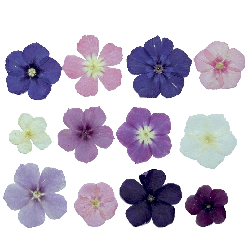 12個、半透明ニッチフロックス押し花 - 写真フレーム/樹脂 - Dried Flower Pressed のレビューと価格