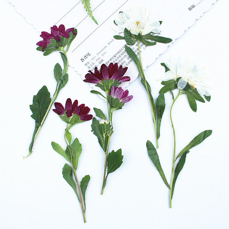 24個入り、ミニ菊の押し花、レジン製スマホケース、ランプ、デ - Dried Flower Pressed のレビューと価格