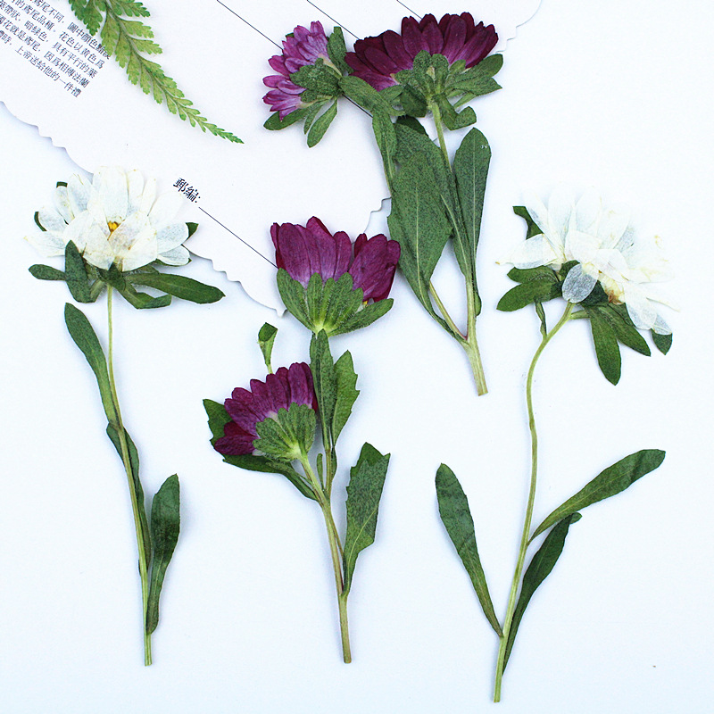 24個入り、ミニ菊の押し花、レジン製スマホケース、ランプ、デ - Dried Flower Pressed のレビューと価格