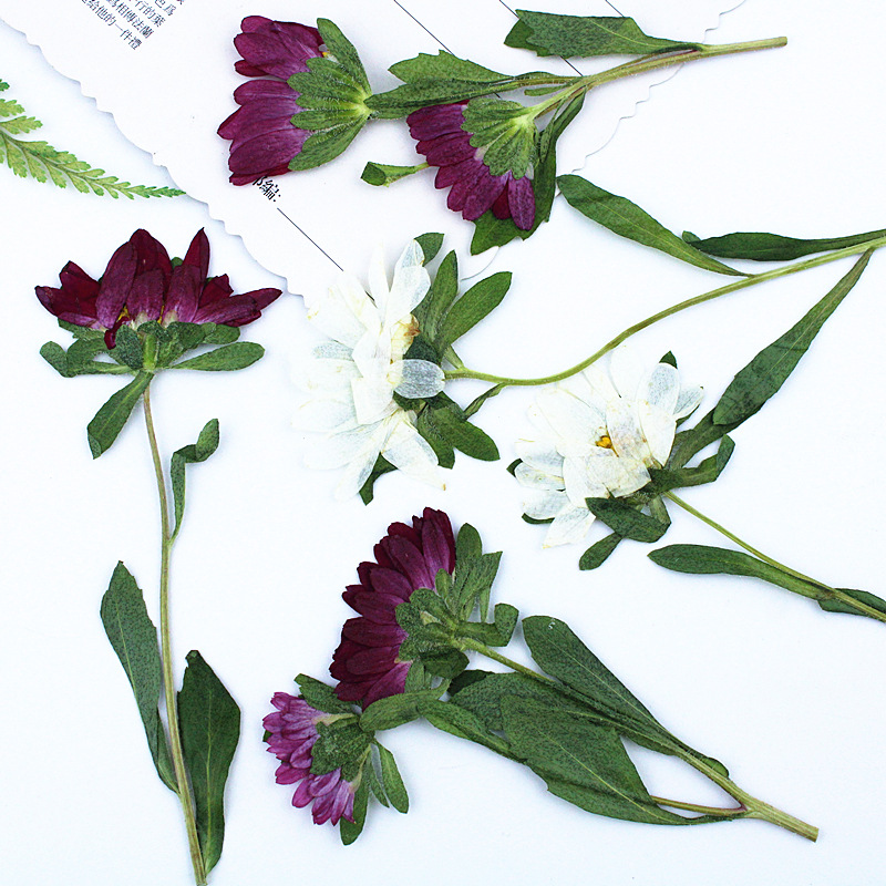 24個入り、ミニ菊の押し花、レジン製スマホケース、ランプ、デ - Dried Flower Pressed のレビューと価格